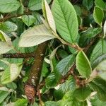 Cotoneaster coriaceusBlatt