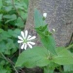 Stellaria nemorum 花