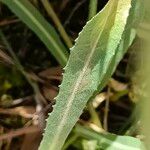 Crepis albida List