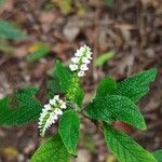 Heliotropium angiospermum Blad