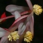 Begonia cleopatrae Blodyn