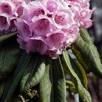 Rhododendron pudorosum Flor