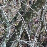Euclea divinorum Bark