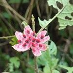 Siparuna thecaphora Fruit