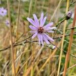 Symphyotrichum laeve Цвят