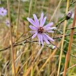 Symphyotrichum laeve Flower