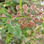 Hornungia procumbens Frucht