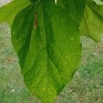 Catalpa ovata ഇല