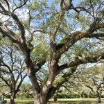 Quercus virginiana Habit