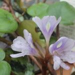 Heteranthera limosa 花