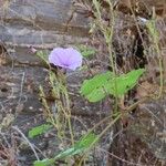 Ipomoea ficifolia Elinympäristö