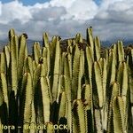 Euphorbia canariensis Plante entière