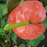 Anthurium andraeanum Flower