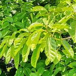 Ficus lutea Blad