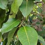 Ficus altissima Blad