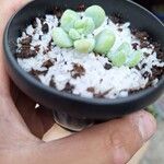 Sedum allantoides Lapas