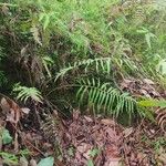 Blechnum orientale Habit