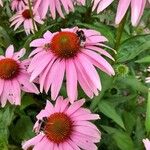 Echinacea purpureaFlor