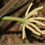 Cecropia peltata പുഷ്പം