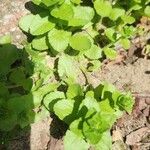 Triodanis perfoliata Blatt