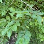 Lonicera maackii Feuille