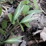 Avena sativa Fruit