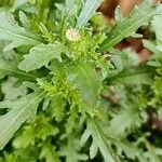 Mauranthemum paludosum Blatt