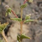 Trichodesma africanum Corteza
