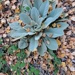 Verbascum boerhavii Hoja