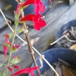 Salvia roemeriana Flor