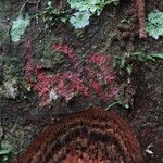 Coelocaryon preussii Corteza