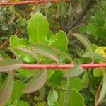 Euphorbia clementei Цвят