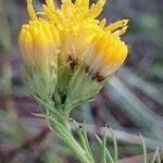 Galatella linosyris Floare