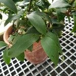Cleyera japonica Leaf