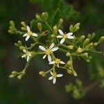 Hubertia ambavilla Blüte