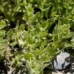 Mimulus cardinalis Hábito