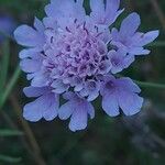 Scabiosa triandra Flower