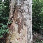 Bobgunnia fistuloides Corteza