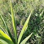 Agave sisalana Leaf