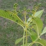 Psychotria micrantha Fruit