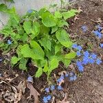 Brunnera macrophylla Habit