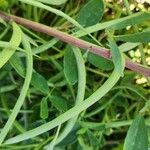 Trigonella foenum-graecum Fruit