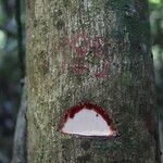 Pterocarpus soyauxii Kéreg/szár