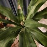 Dracaena arborea Hoja