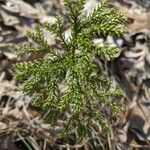 Lycopodium dendroideum Blatt