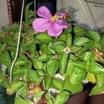 Heterotis rotundifolia 花