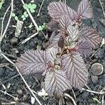 Corylus maxima Blad