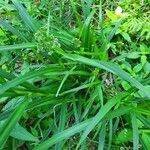 Scirpus atrovirens Habit