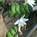 Angraecum distichum Flower