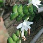 Angraecum distichum Λουλούδι